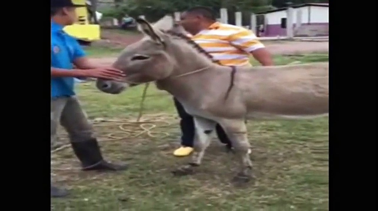 شوف الفيل بيركب حمار