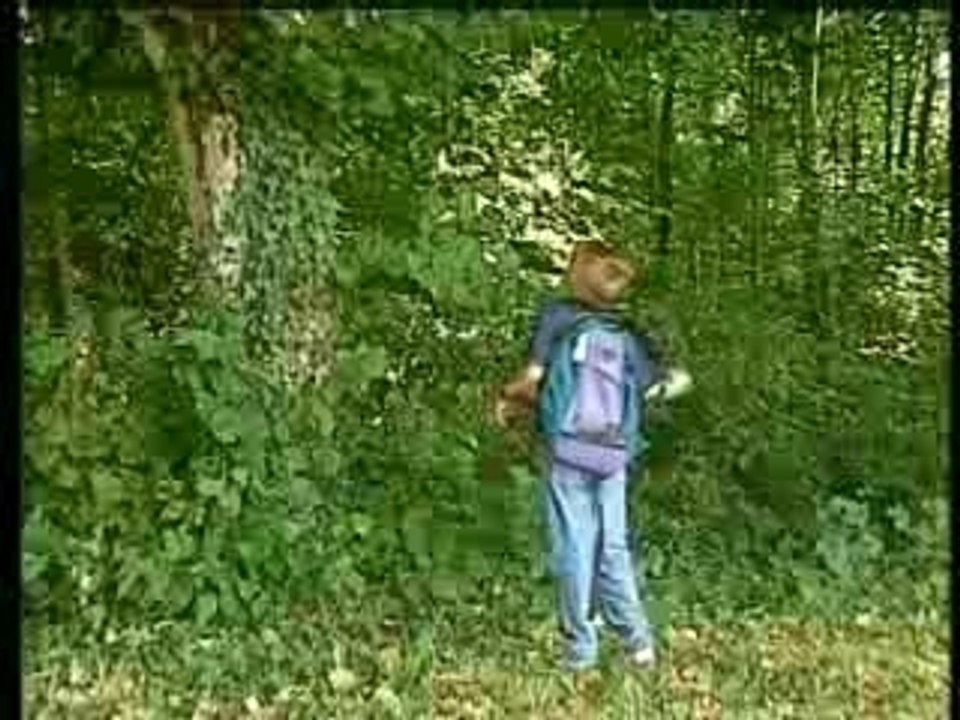 Une journée en forêt