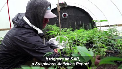 All-cash business a headache for the marijuana industry