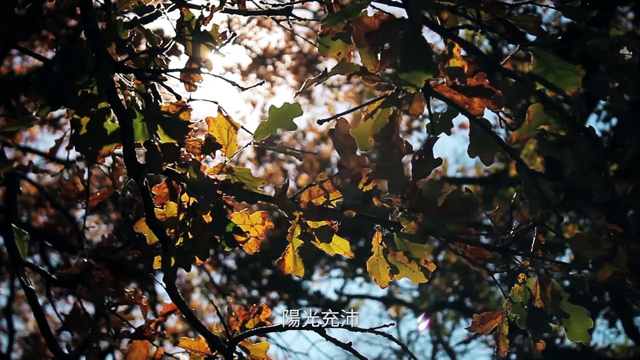 真珠美学综合莓蔬饮料