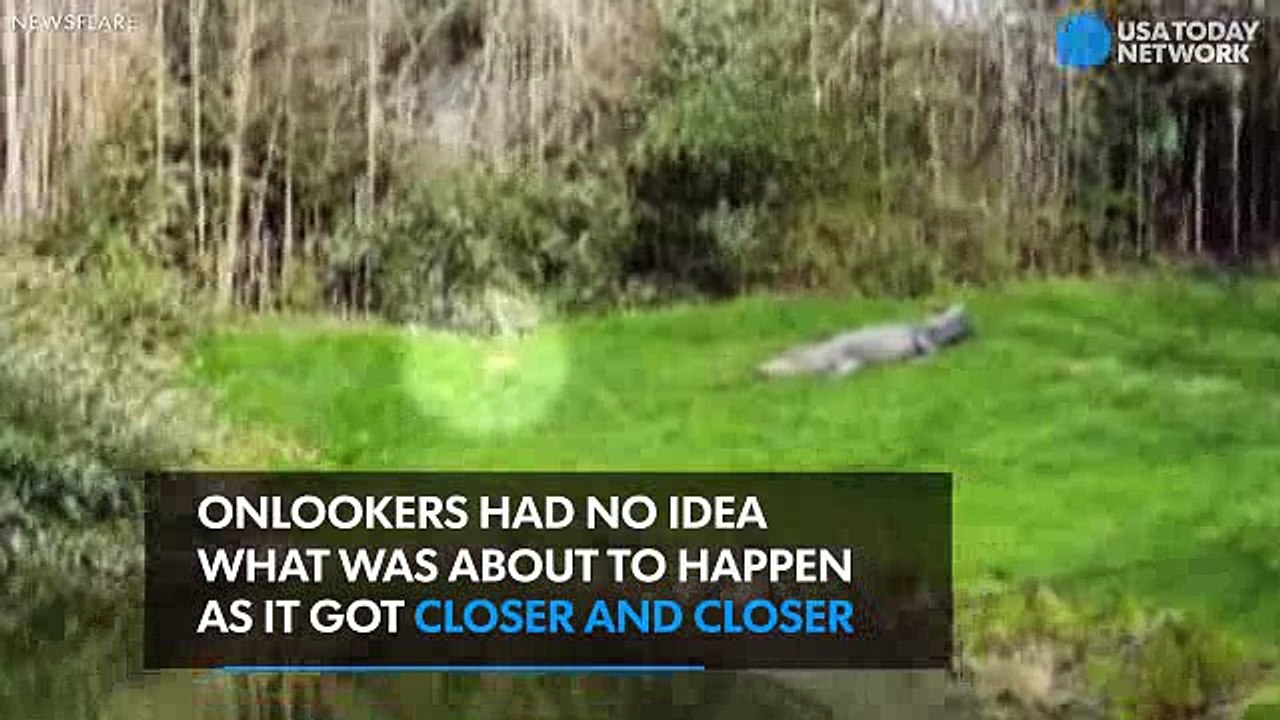 Bold prairie dog taunts alligator, almost becomes lunch