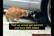 Funny Animals - Cats Fighting (couple fight)
