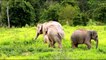 Elephants for Kids - Elephants Playing - African Animalsdsa
