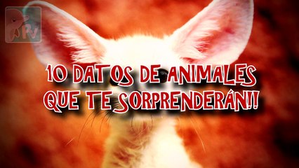 10 datos de animales que te dejarán con la boca abierta
