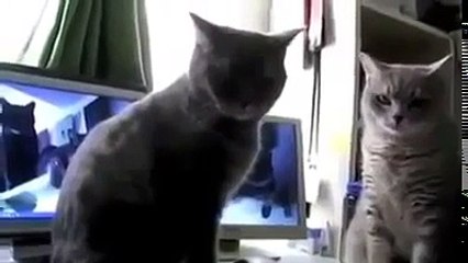 KATZEN (mit: backe backe Kuchen)