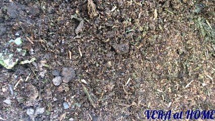 How to make arable land  Vera plant  cách làm đất trồng cây nha đam