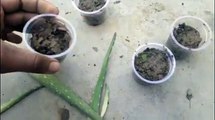 How to grow aloe vera by leaves | cch tr?ng nha ?am b?ng l