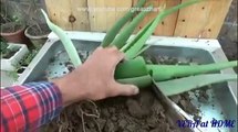 How to grow aloe vera U.S | cch tr?ng nha ?am m?