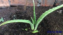 How to grow aloe vera the best | cách trồng cây nha đam tốt