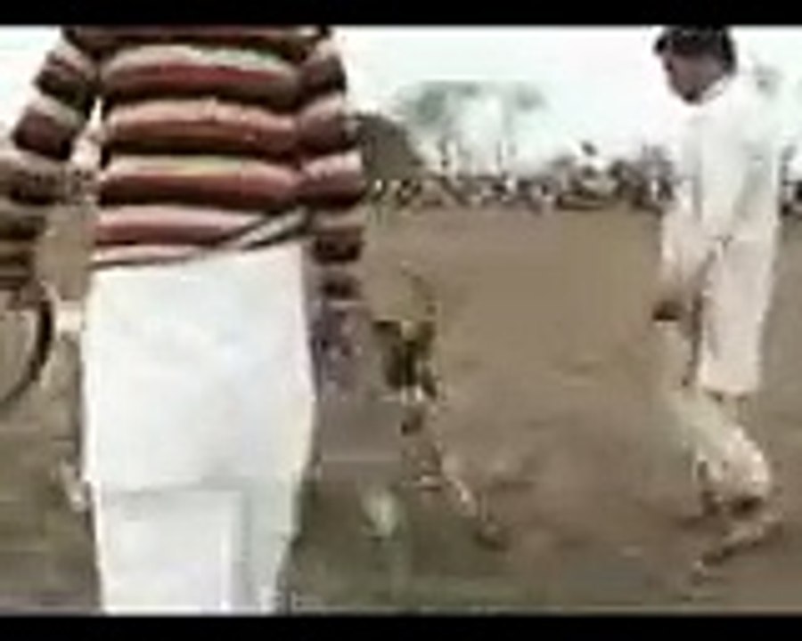 Dog Fight