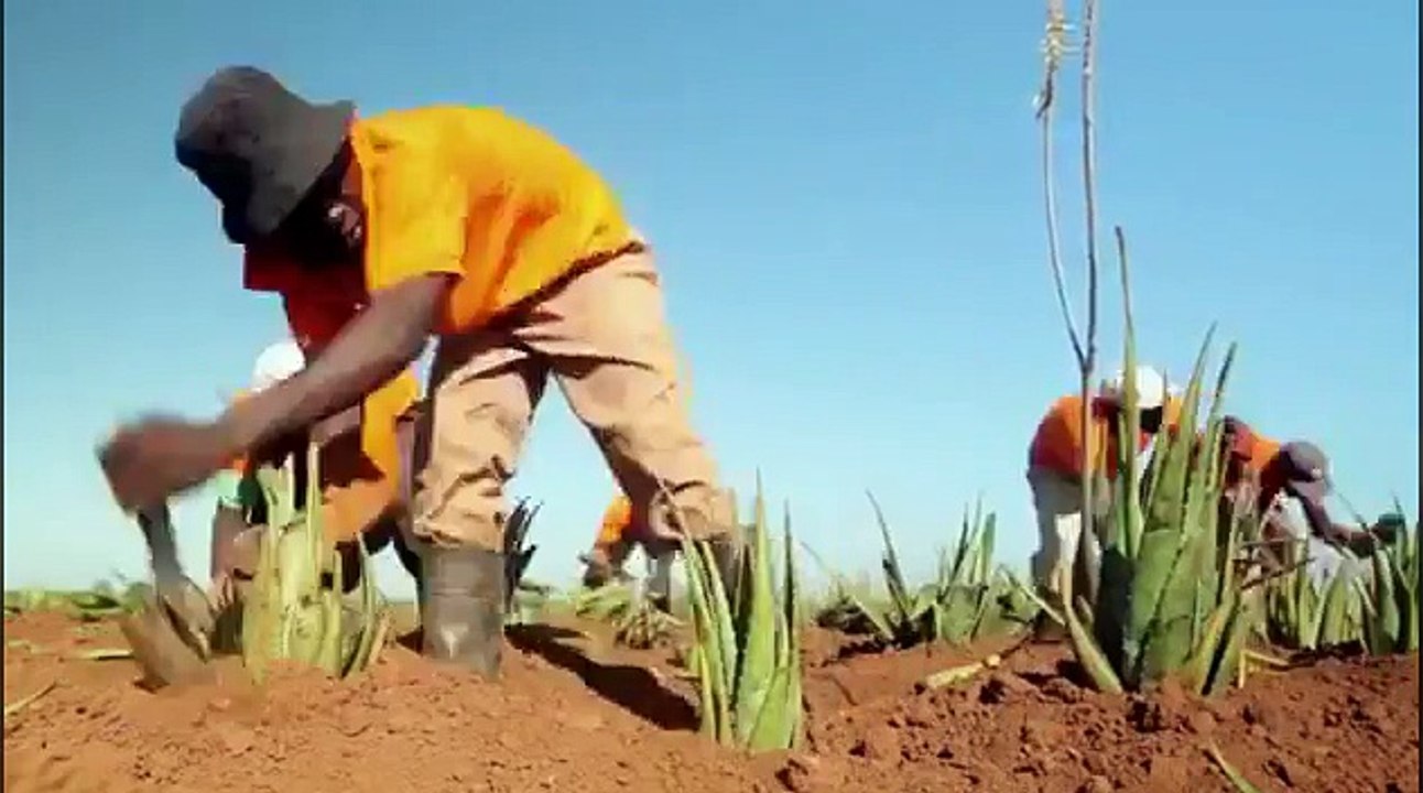 The aloe vera plantation model | mô hình trồng cây nha đam tại nam phi