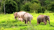 Elephants for Kids - Elephants Playing - African asdasd34234