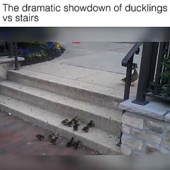Amazing video 2017- The dramatic showdown of ducklings vs stais