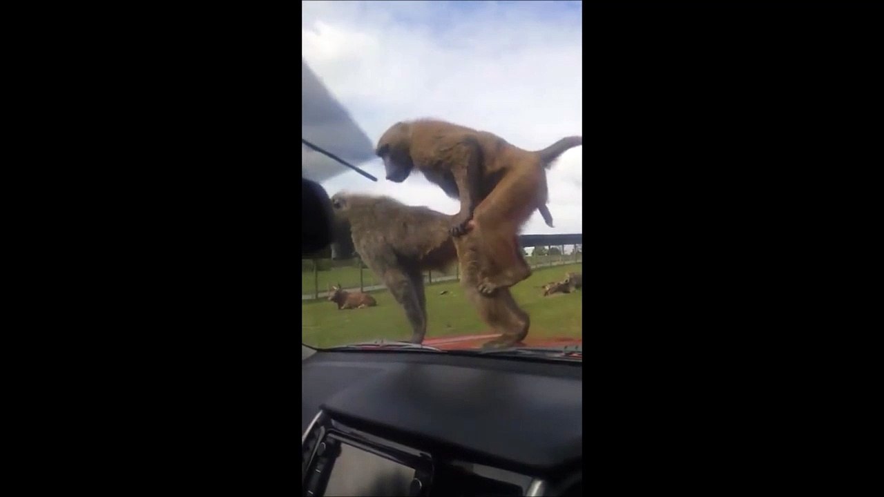 Ils sont vraiment sans gêne ces singes... Monkey Style!