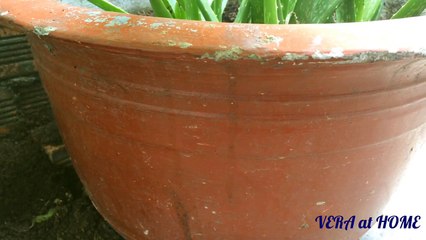 Trồng nha đam bằng lá | how to aloe vera at home