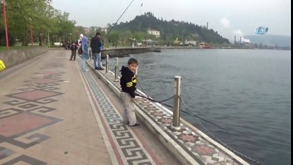 Karadeniz’de 3 Ölü Yunus Balığı Bulundu