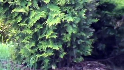 Mama Duck Fights Crows Attacking Baby Ducklings