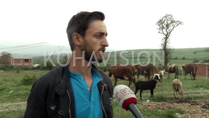 Në Malishevë sivjet, 81 pickime rriqrash