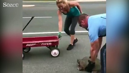 Anayoldaki yaşlı kaplumbağayı işte böyle kurtardılar