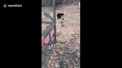 Who knew bear cubs could be this tiny?