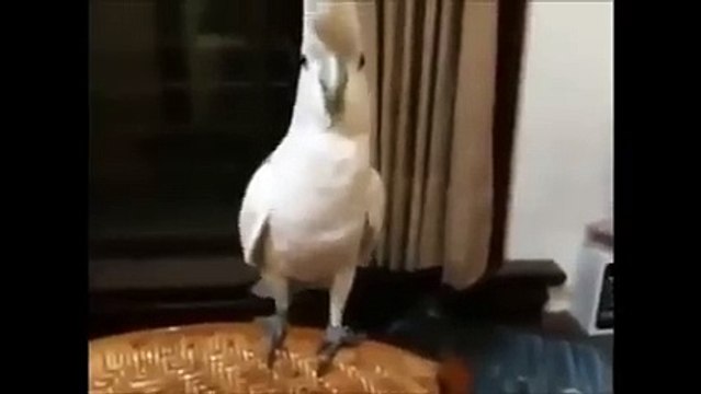 papağan muhteşem oynuyor Adana Merkez Patlıyor Herkes