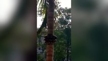 Voici la technique des serpents pour monter aux arbres !