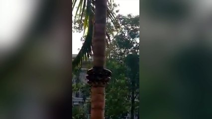 Voici la technique des serpents pour monter aux arbres !