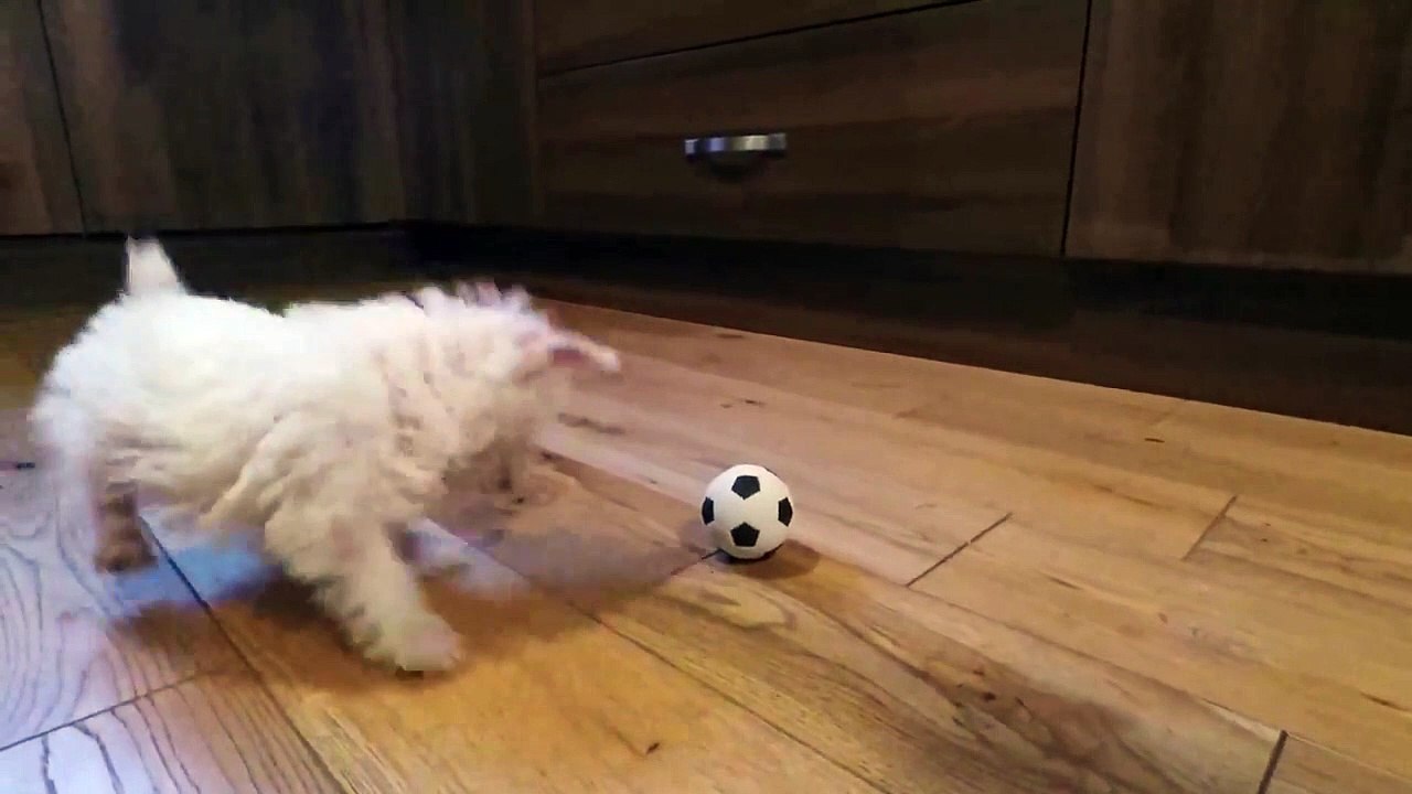 Un chiot découvre pour la première fois une mini balle de foot !