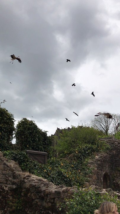 Bal des Oiseaux 2 Puy du Fou