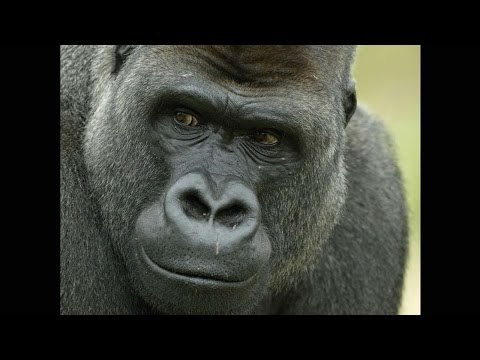 Google app tags black people as “Gorillas”