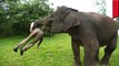 Elephant violently snaps during feeding time, attacking and killing handle