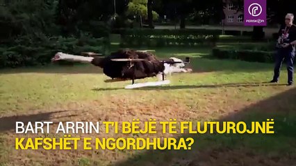 E çuditshme ky njëri i bën të fluturojnë edhe kafshët e ngordhura