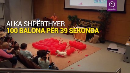 Qeni vendos një rekord botëror