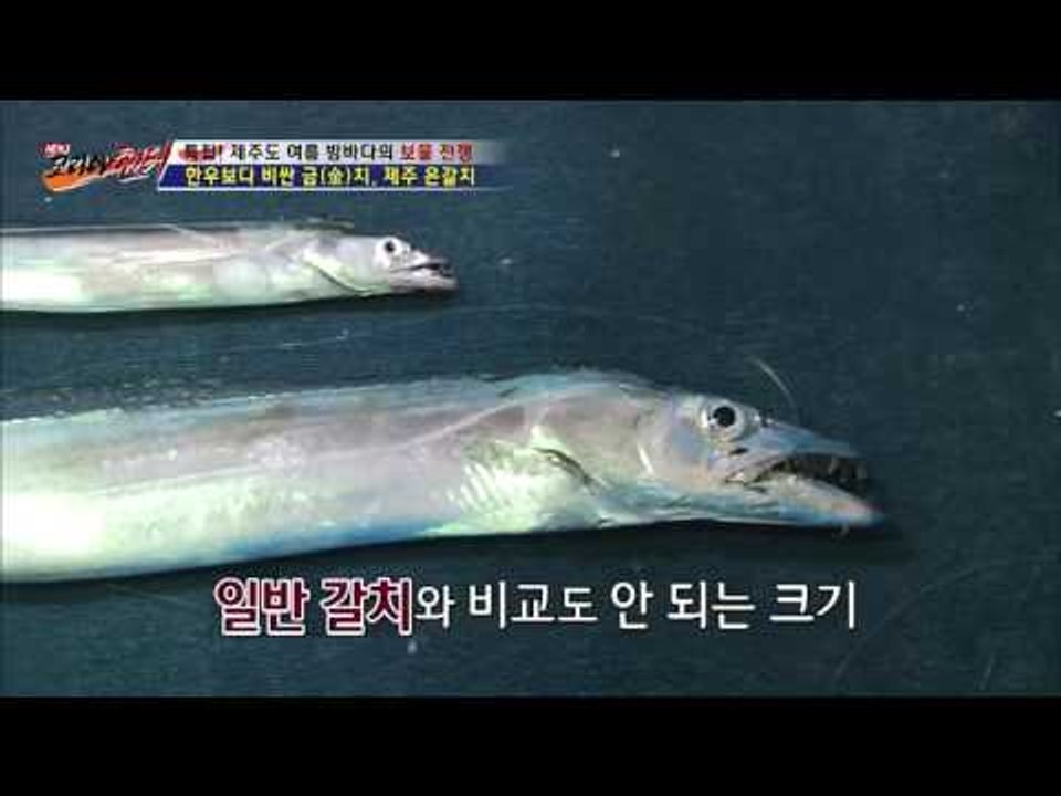 역대급 크기 대갈치! 일반 갈치의 3배! [뉴 코리아 헌터] 7회 20160721