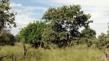 Avcı Aslanlar   Belgesel İzle   Hunting Lions Documentary part 1/2