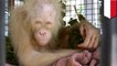 Orangutan Kalimantan albino ditemukan dan diselamatkan di Kalimantan Tengah - TomoNews
