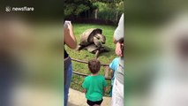 Giant tortoises start mating 'vigorously' in front of zoo visitors