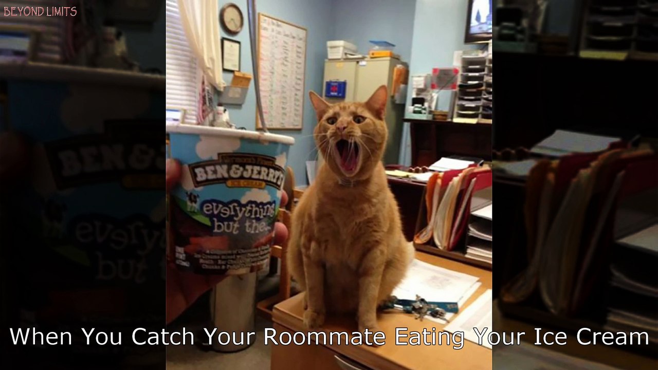 Dramatic Cats Who Deserve An Oscar - Compilation