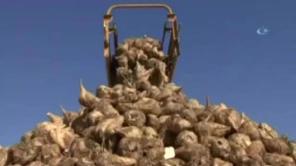 Şeker Pancarı Ekim Sezonu Başladı