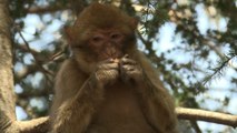 Macaque en danger: le Maroc veut sauver le singe magot