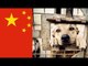 Dog Meat Festival begins in China despite protest