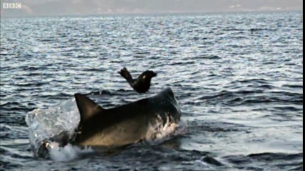 Great White Shark Attack And Breach