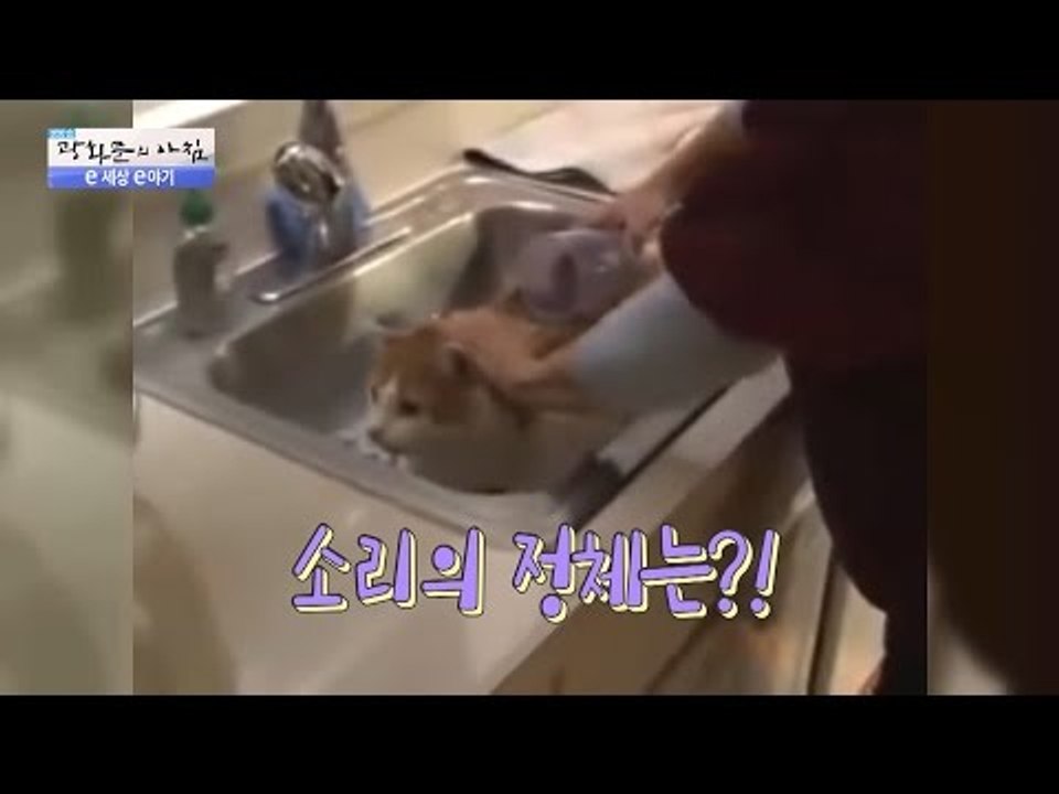 목욕하기 싫은 고양이가 한 말은? 지구촌 동물 이야기! [광화문의 아침] 278회 20160720