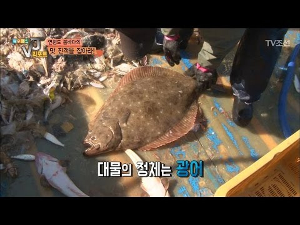 농어에 90cm 광어까지! 대물들의 등장! [황수경의 VJ리포트] 5회 20170503