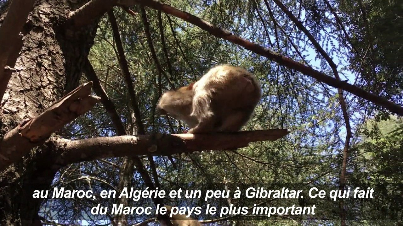 Le Maroc veut sauver le singe magot, un macaque en danger