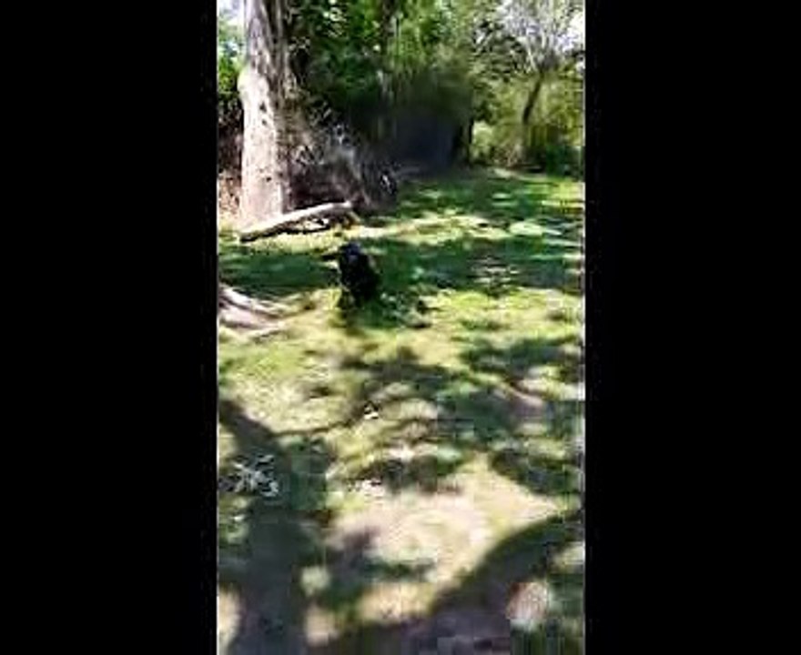 [High Quality West German puppies Showline illinois][German Shepherd Breeder][German Shepherd puppies for Sale near chicago illinois]