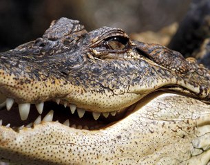 [L’animal&l’Homme] « Les crocodiles sont très bouddhistes dans l’âme »
