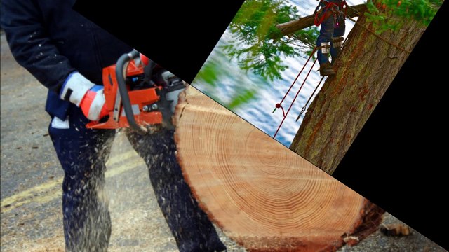 Mike's Tree Service - (513) 313-2290