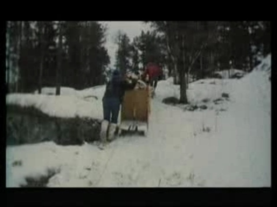 Les chiens du pôle