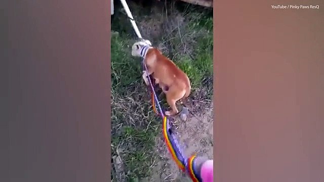 Moment abandoned dog leads rescuers her ten puppies _2017